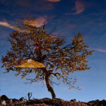 Spegelträd
